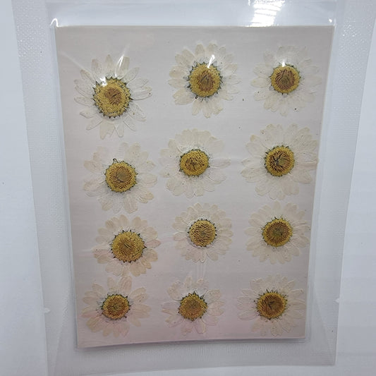 Dried Pressed Flowers - White Daisies Large - Mystic Art Glitters