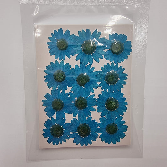 Dried Pressed Flowers - Blue Daisies Large - Mystic Art Glitters
