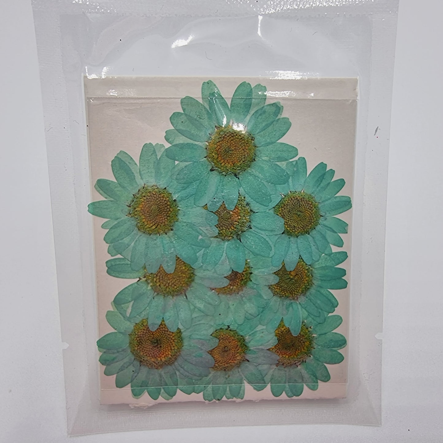 Dried Pressed Flowers - Light Teal Green Daisies Small - Mystic Art Glitters