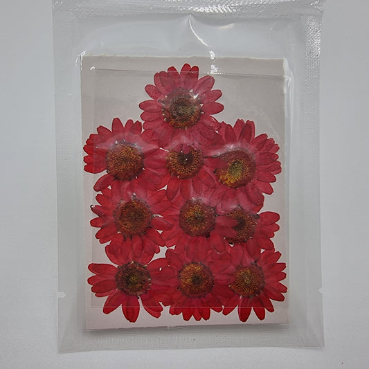 Dried Pressed Flowers - Red Daisies Small - Mystic Art Glitters