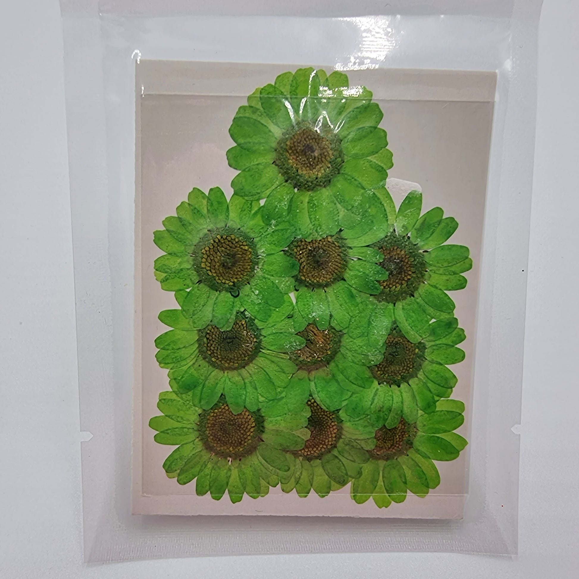 Dried Pressed Flowers - Bright Green Daisies Small - Mystic Art Glitters