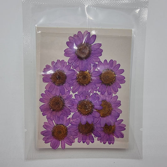 Dried Pressed Flowers - Light Purple Daisies Small - Mystic Art Glitters