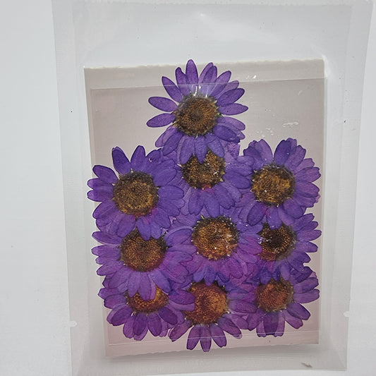 Dried Pressed Flowers - Purple Daisies Small - Mystic Art Glitters