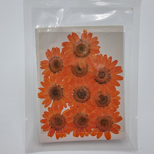 Dried Pressed Flowers - Orange Daisies Small - Mystic Art Glitters