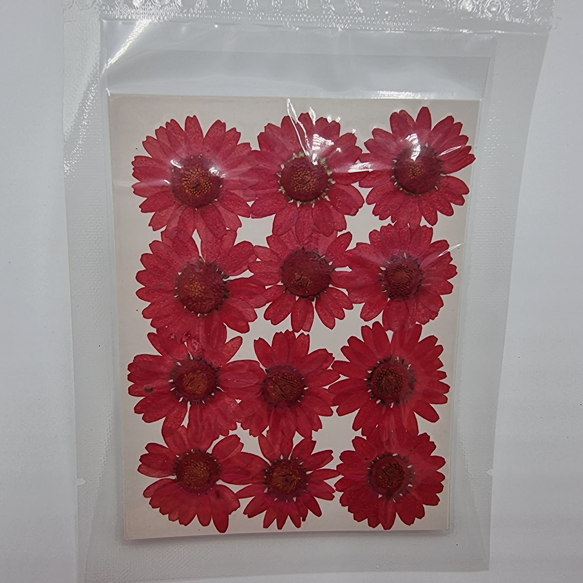 Dried Pressed Flowers - Red Daisies Large - Mystic Art Glitters