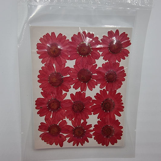 Dried Pressed Flowers - Red Daisies Large - Mystic Art Glitters
