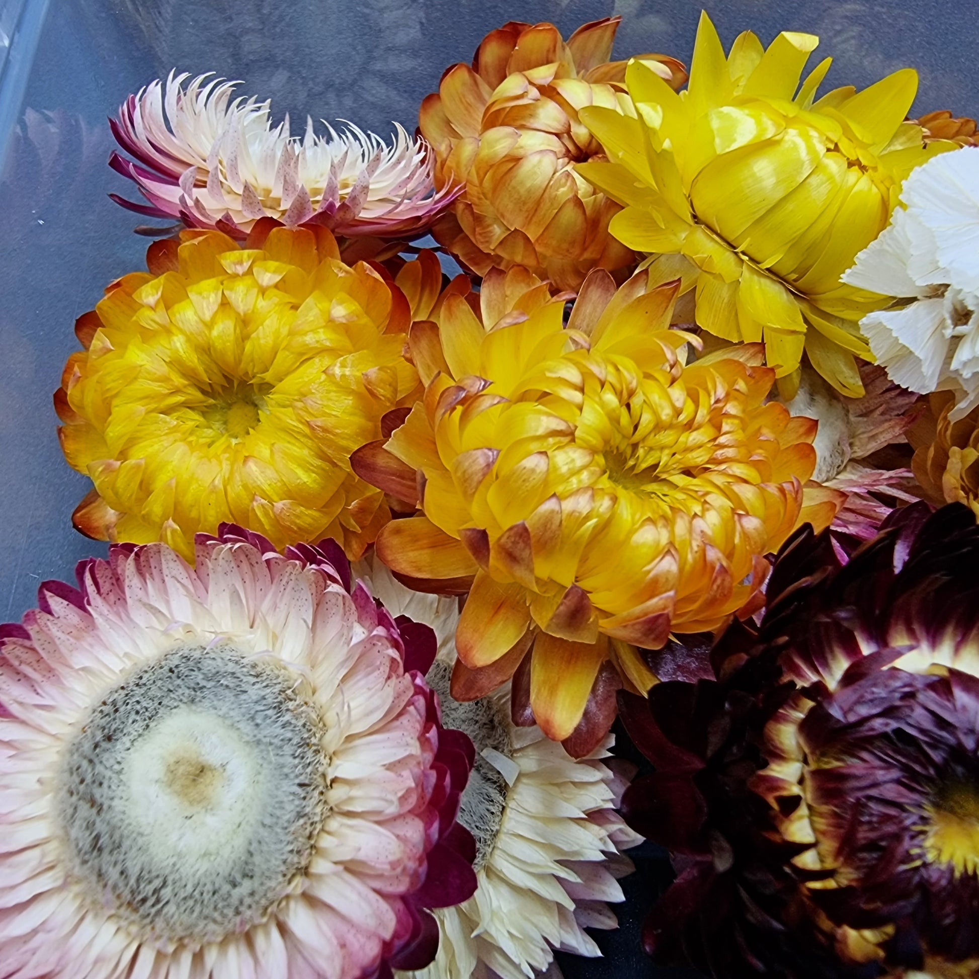 Dried Flowers - Mystic Art Glitters